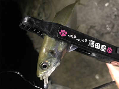 豆アジングとケンサキエギング