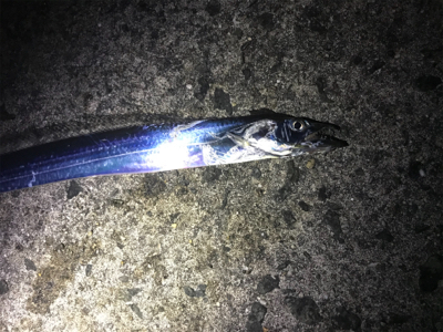 オールナイトで4目釣り