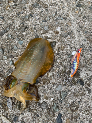 秋イカ調査2日目