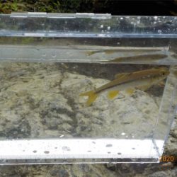 美山テンカラ釣行