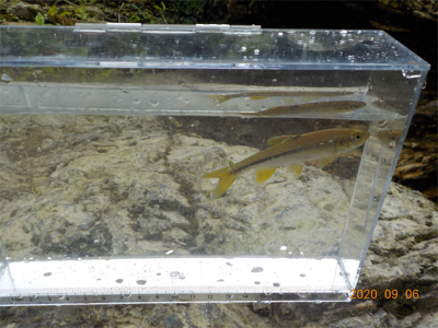 美山テンカラ釣行