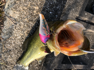 50アップゲット