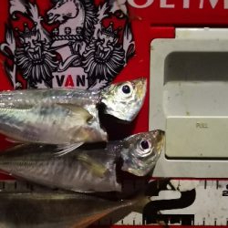 アジング練習 185