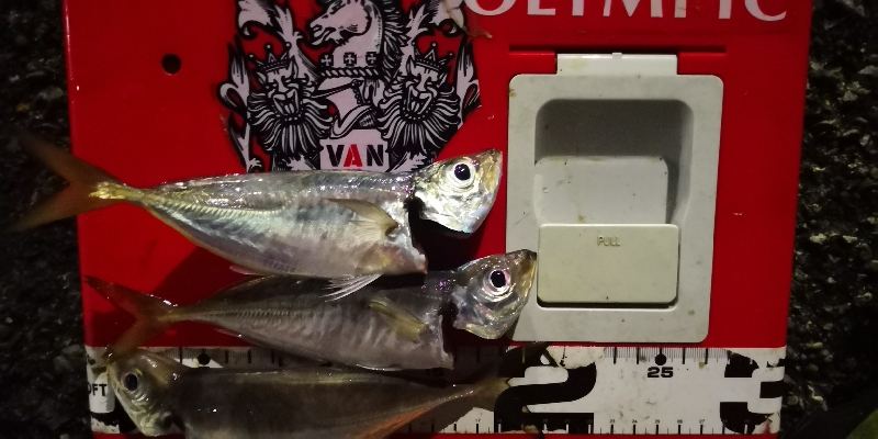 アジング練習 185