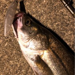 大阪湾奥パトロール