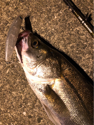 大阪湾奥パトロール