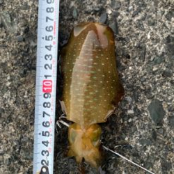 アオリイカを求めて