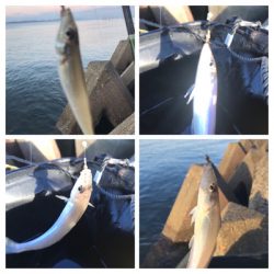 台風前、木材港でキス釣り(^。^)