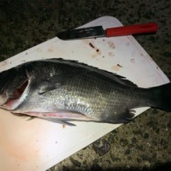 ゲリラ豪雨チヌ