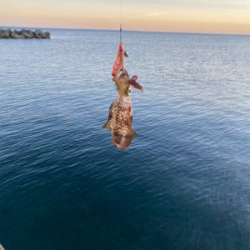 佐渡島 陸っぱり 釣り 魚釣り 釣果情報サイト カンパリ