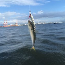 台風明け変わらず鯖。。。