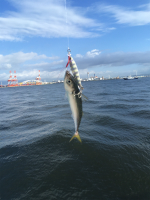 台風明け変わらず鯖。。。