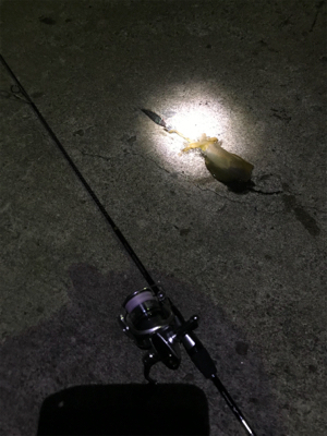 初佐渡島ライトゲーム