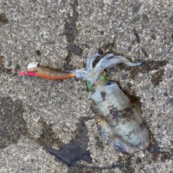 夕まずめエギング