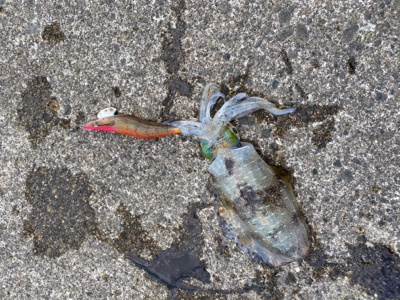 夕まずめエギング