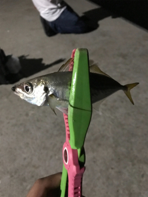 アジング エギング