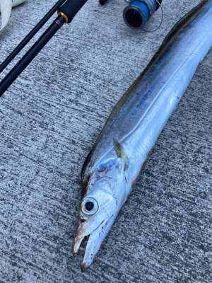 ライトショアジギング　太刀魚