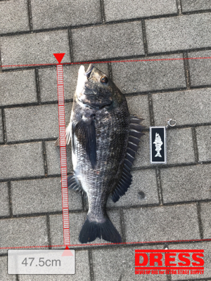 コスモスクエア釣果