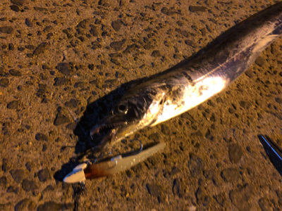 たちうおはまどいるのか？、、、いた！