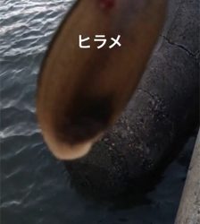 濁りの中舌平目