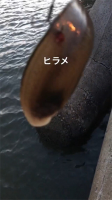 濁りの中舌平目