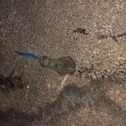 越前エリアの新子調査