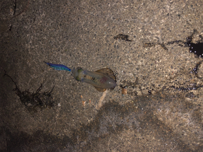 越前エリアの新子調査