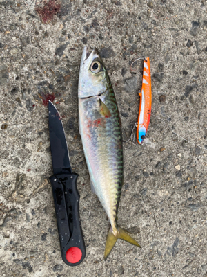 かもめ大橋、まだサバゲーでした…