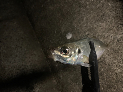 アジ爆   青物は…