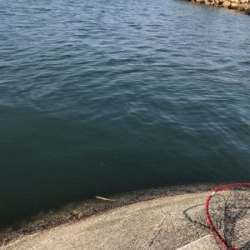 なんちゃってフカセ釣り