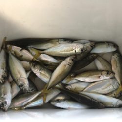 台風明け小アジ好調