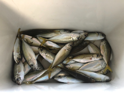 台風明け小アジ好調