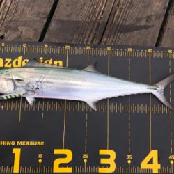 台風明けでサゴシ祭り‼️