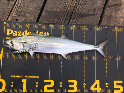 台風明けでサゴシ祭り‼️