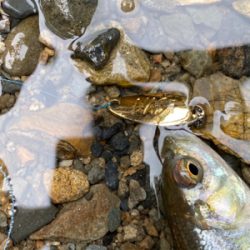 カワムツ　バス