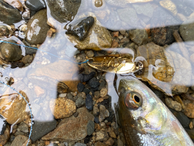 カワムツ　バス