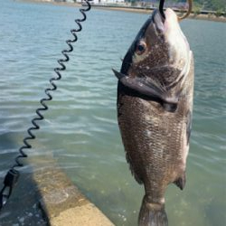 悔しくてチニング へ！