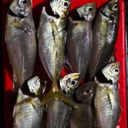 アジング練習 186