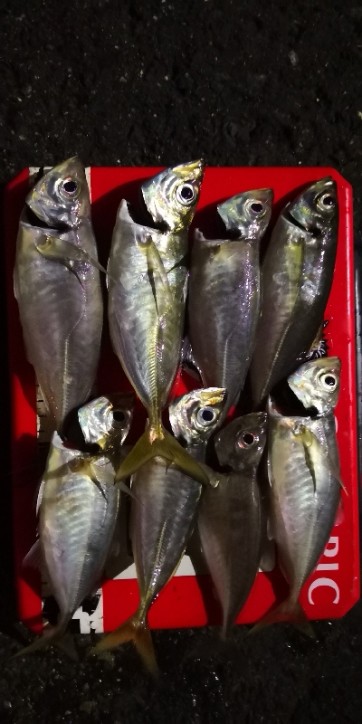 アジング練習 186