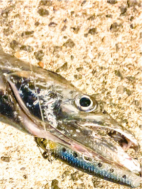 UKベイト de タチウオ