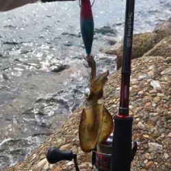 出勤前エギング(^。^)