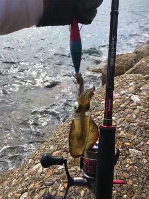 出勤前エギング(^。^)