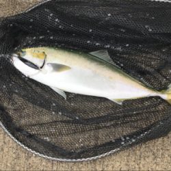 太刀魚調査とハマチ君