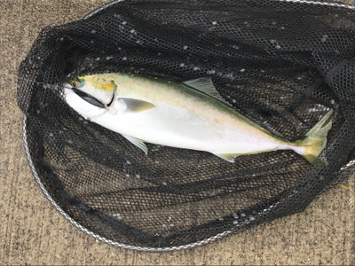 太刀魚調査とハマチ君