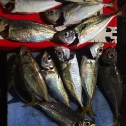 アジング練習 187