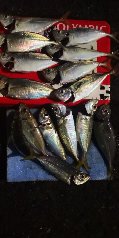 アジング練習 187