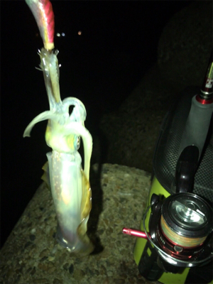 仕事終わってもエギング(^^)