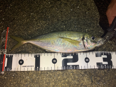 後１センチ…ベイトアジングの道