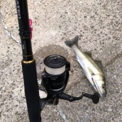 久しぶりのシーバス