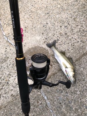 久しぶりのシーバス